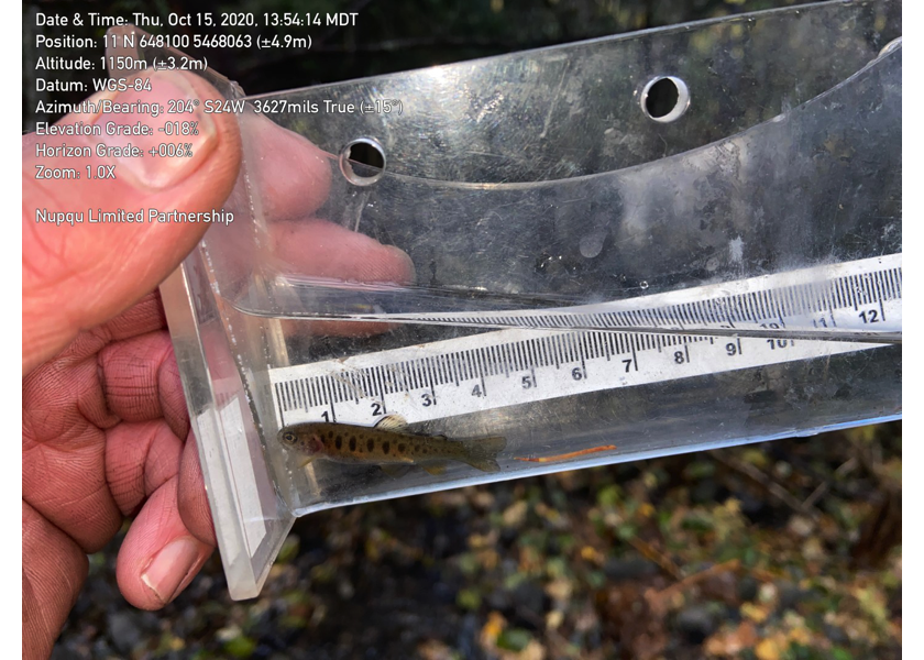 Westslope cutthrout trout captured upstream of PSCIS crossing 50181.