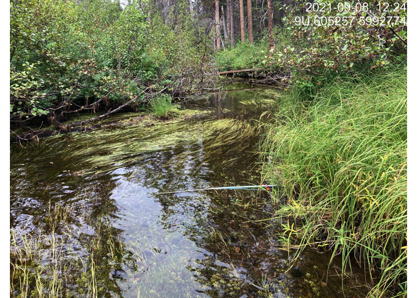 Typical habitat downstream of PSCIS crossing 198000.