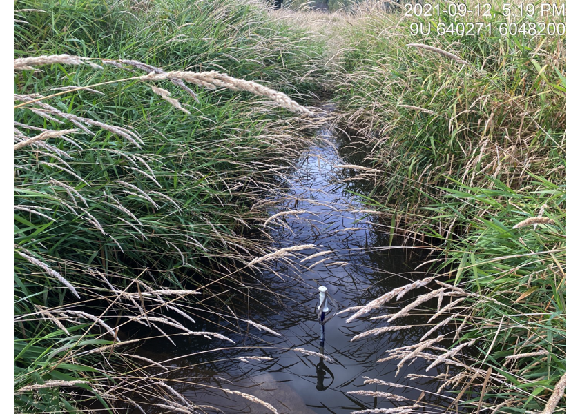 Habitat immediately upstream of PSCIS crossing 198066 that flows through a hay field within an excavated trench for approximately 350m.