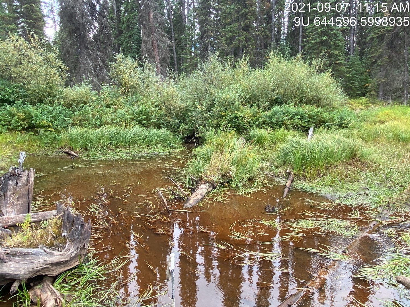 Beaver influenced wetland approximatley 600m upstream of PSCIS crossing 197378.